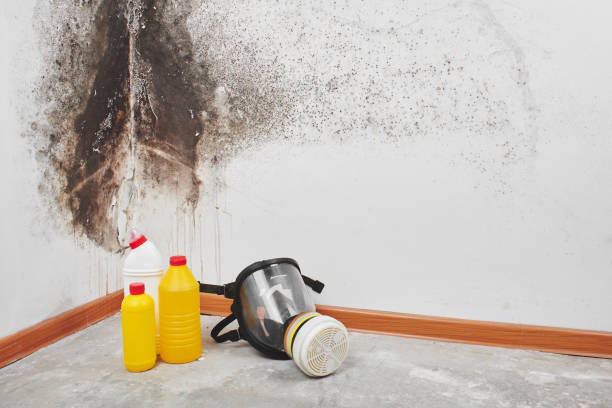 Best Residential Mold Removal  in Robinwood, MD
