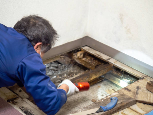 Best Home Mold Removal  in Robinwood, MD