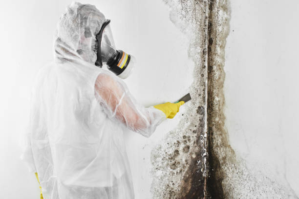 Best Mold Removal Company Near Me  in Robinwood, MD
