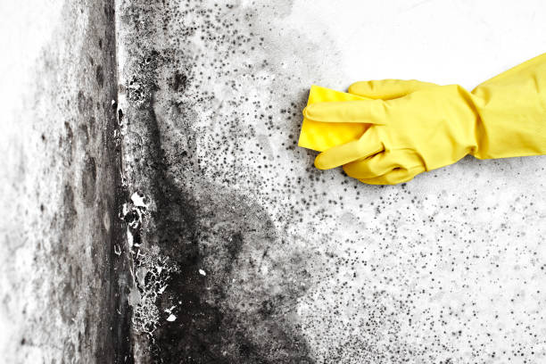 Best Attic Mold Removal  in Robinwood, MD