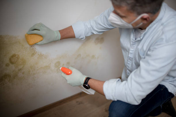 Trusted Robinwood, MD Mold Removal Experts
