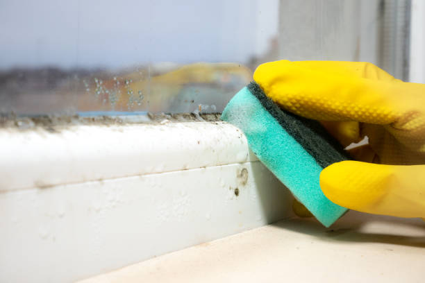 Best Emergency Mold Removal  in Robinwood, MD