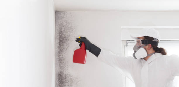 Best Mold Removal Company Near Me  in Robinwood, MD