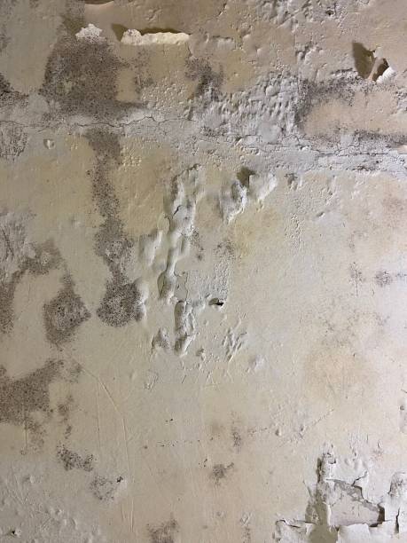 Best Local Mold Removal Service  in Robinwood, MD
