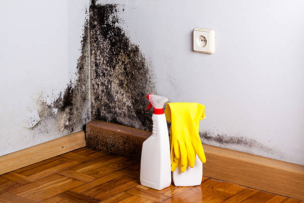 Best Commercial Mold Removal  in Robinwood, MD
