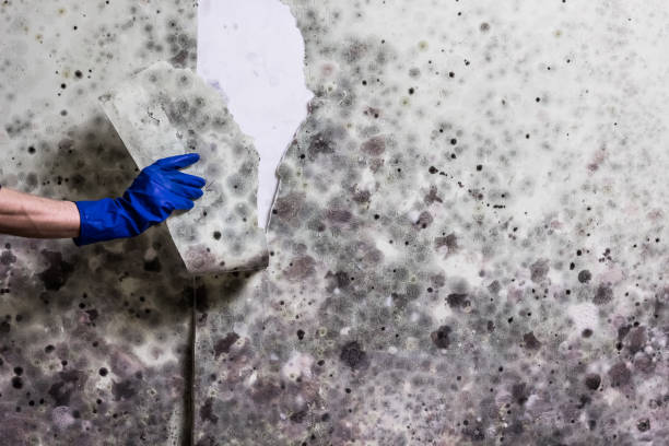 Best Office Mold Removal Services  in Robinwood, MD